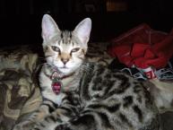 Luke's All Natural Pet Food Dog and Cat Photo Gallery