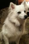 Luke's All Natural Pet Food Dog and Cat Photo Gallery