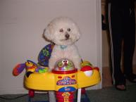 Luke's All Natural Pet Food Dog and Cat Photo Gallery