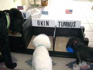 Luke's All Natural Pet Food Dog and Cat Photo Gallery