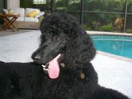 Luke's All Natural Pet Food Dog and Cat Photo Gallery