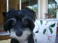 Luke's All Natural Pet Food Dog and Cat Photo Gallery