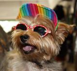 Luke's All Natural Pet Food Dog and Cat Photo Gallery