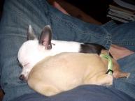 Luke's All Natural Pet Food Dog and Cat Photo Gallery