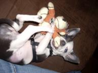 Luke's All Natural Pet Food Dog and Cat Photo Gallery