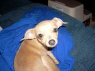 Luke's All Natural Pet Food Dog and Cat Photo Gallery