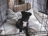 Luke's All Natural Pet Food Dog and Cat Photo Gallery