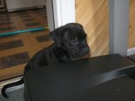 Luke's All Natural Pet Food Dog and Cat Photo Gallery