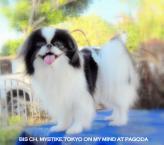 Luke's All Natural Pet Food Dog and Cat Photo Gallery