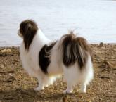 Luke's All Natural Pet Food Dog and Cat Photo Gallery