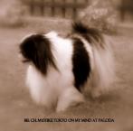 Luke's All Natural Pet Food Dog and Cat Photo Gallery