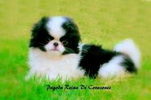 Luke's All Natural Pet Food Dog and Cat Photo Gallery