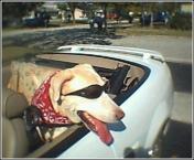 Luke's All Natural Pet Food Dog and Cat Photo Gallery