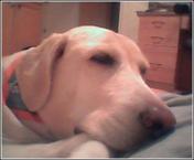 Luke's All Natural Pet Food Dog and Cat Photo Gallery