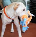 Luke's All Natural Pet Food Dog and Cat Photo Gallery