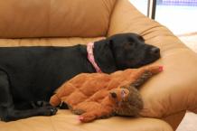 Luke's All Natural Pet Food Dog and Cat Photo Gallery