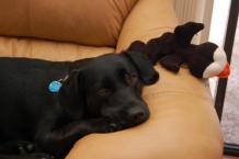 Luke's All Natural Pet Food Dog and Cat Photo Gallery