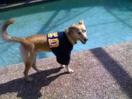 Luke's All Natural Pet Food Dog and Cat Photo Gallery