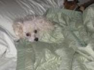 Luke's All Natural Pet Food Dog and Cat Photo Gallery