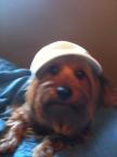 Luke's All Natural Pet Food Dog and Cat Photo Gallery