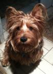 Luke's All Natural Pet Food Dog and Cat Photo Gallery