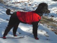 Luke's All Natural Pet Food Dog and Cat Photo Gallery