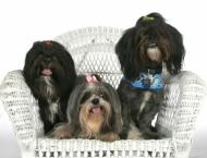 Luke's All Natural Pet Food Dog and Cat Photo Gallery