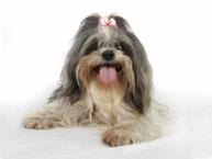Luke's All Natural Pet Food Dog and Cat Photo Gallery