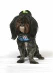 Luke's All Natural Pet Food Dog and Cat Photo Gallery
