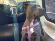 Luke's All Natural Pet Food Dog and Cat Photo Gallery
