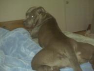 Luke's All Natural Pet Food Dog and Cat Photo Gallery