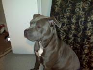 Luke's All Natural Pet Food Dog and Cat Photo Gallery