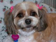 Luke's All Natural Pet Food Dog and Cat Photo Gallery