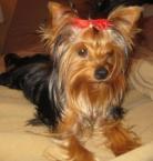 Luke's All Natural Pet Food Dog and Cat Photo Gallery