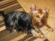 Luke's All Natural Pet Food Dog and Cat Photo Gallery