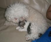 Luke's All Natural Pet Food Dog and Cat Photo Gallery