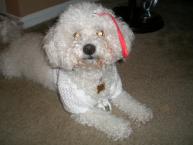 Luke's All Natural Pet Food Dog and Cat Photo Gallery