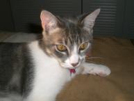 Luke's All Natural Pet Food Dog and Cat Photo Gallery