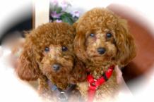 Luke's All Natural Pet Food Dog and Cat Photo Gallery