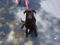 Luke's All Natural Pet Food Dog and Cat Photo Gallery