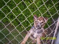 Luke's All Natural Pet Food Dog and Cat Photo Gallery