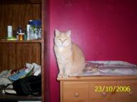 Luke's All Natural Pet Food Dog and Cat Photo Gallery