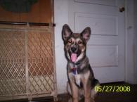 Luke's All Natural Pet Food Dog and Cat Photo Gallery