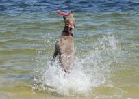 Luke's All Natural Pet Food Dog and Cat Photo Gallery