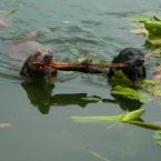 Luke's All Natural Pet Food Dog and Cat Photo Gallery