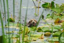 Luke's All Natural Pet Food Dog and Cat Photo Gallery