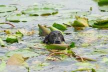 Luke's All Natural Pet Food Dog and Cat Photo Gallery