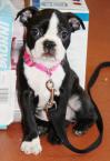 Luke's All Natural Pet Food Dog and Cat Photo Gallery
