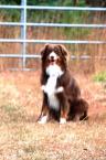 Luke's All Natural Pet Food Dog and Cat Photo Gallery