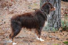 Luke's All Natural Pet Food Dog and Cat Photo Gallery